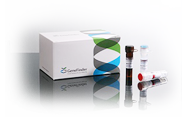 GeneFinder™ HLA-B*51 RealAmp Kit